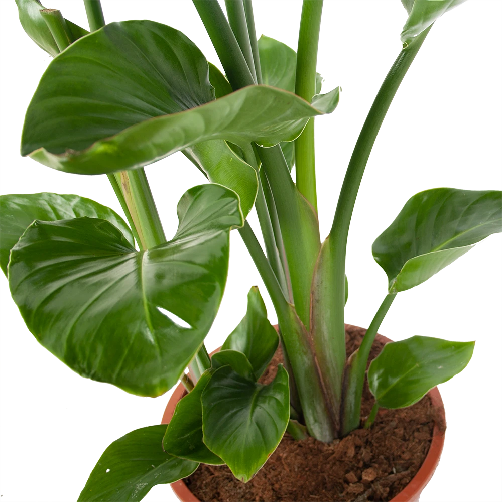 Strelitzia Nicolai - Paradijsvogelplant - P27 H110 - Kamerplant 4 Strelitzia Nicolai - Paradijsvogelplant - P27 H110 - Kamerplant - Image 2