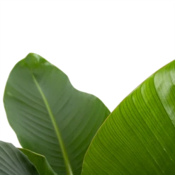 Strelitzia Nicolai - Paradijsvogelplant - P27 H110 - Kamerplant 8 Strelitzia Nicolai - Paradijsvogelplant - P27 H110 - Kamerplant -uinbenodigdheden Verkoop 2024 strelitzia nicolai paradijsvogelplant p27 h110 6 2