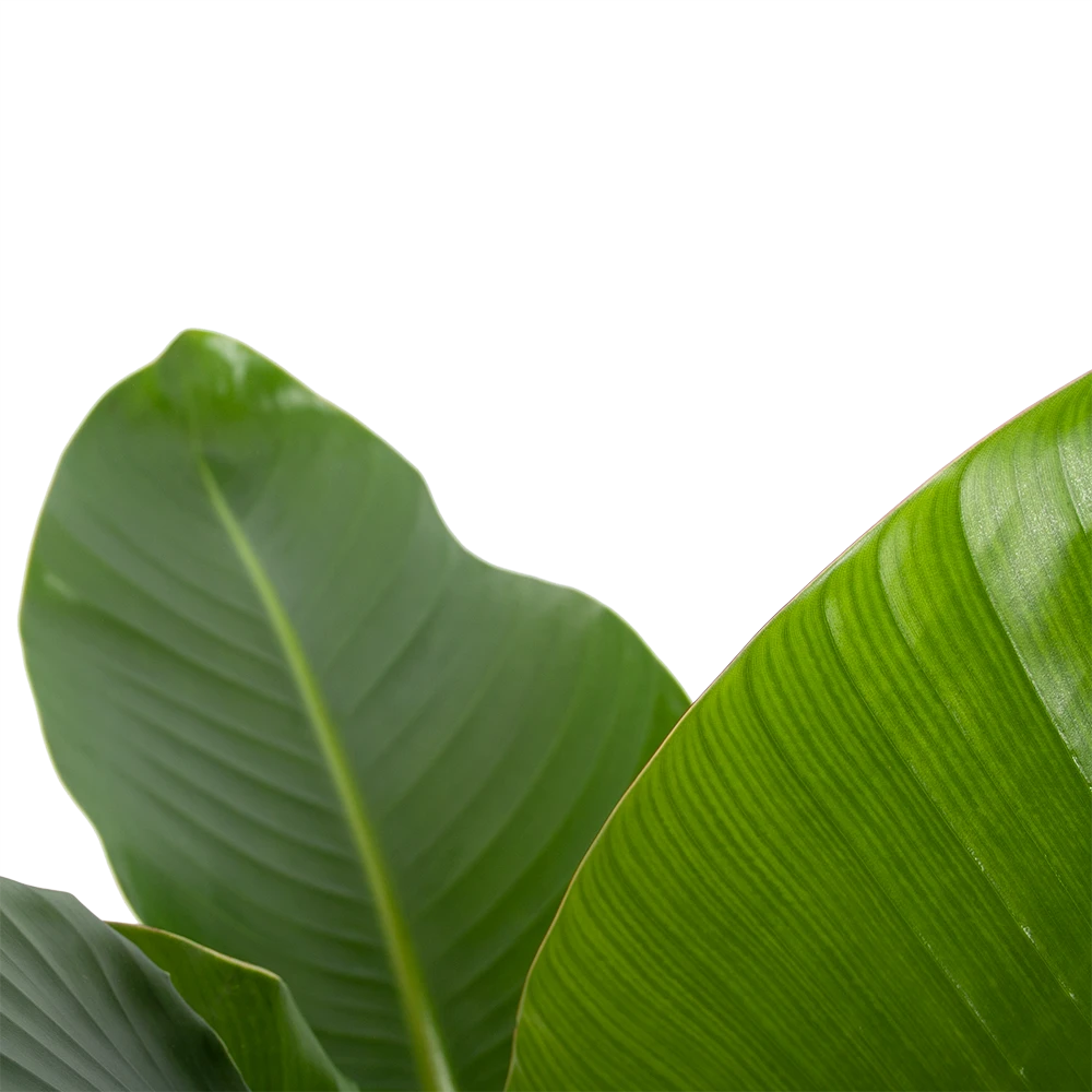 Strelitzia Nicolai - Paradijsvogelplant - P27 H110 - Kamerplant 5 Strelitzia Nicolai - Paradijsvogelplant - P27 H110 - Kamerplant - Image 3