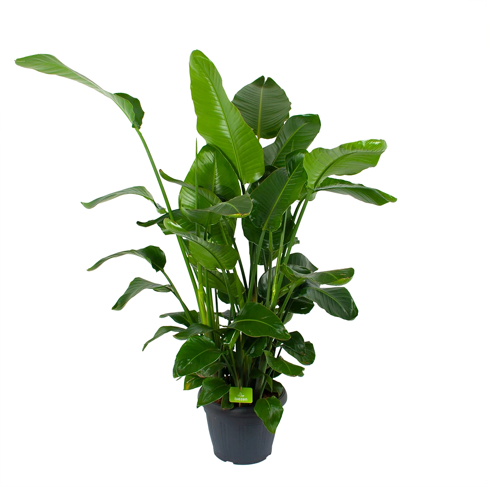 Strelitzia Nicolai - Paradijsvogelplant - P35 H130 - Kamerplant 3 Strelitzia Nicolai - Paradijsvogelplant - P35 H130 - Kamerplant