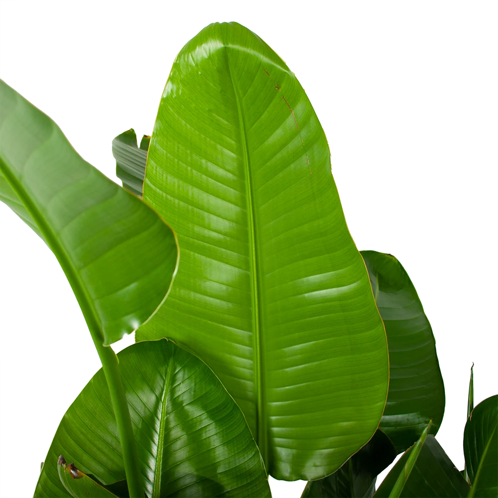 Strelitzia Nicolai - Paradijsvogelplant - P35 H130 - Kamerplant 4 Strelitzia Nicolai - Paradijsvogelplant - P35 H130 - Kamerplant - Image 2