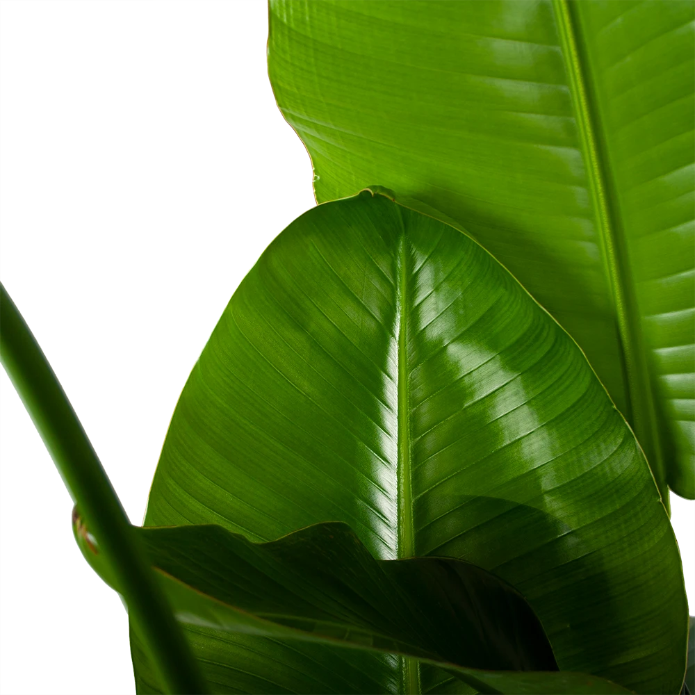 Strelitzia Nicolai - Paradijsvogelplant - P35 H130 - Kamerplant 5 Strelitzia Nicolai - Paradijsvogelplant - P35 H130 - Kamerplant - Image 3