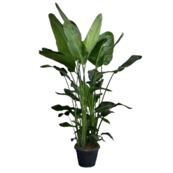 Strelitzia Nicolai - Paradijsvogelplant - P35 H200 - Kamerplant