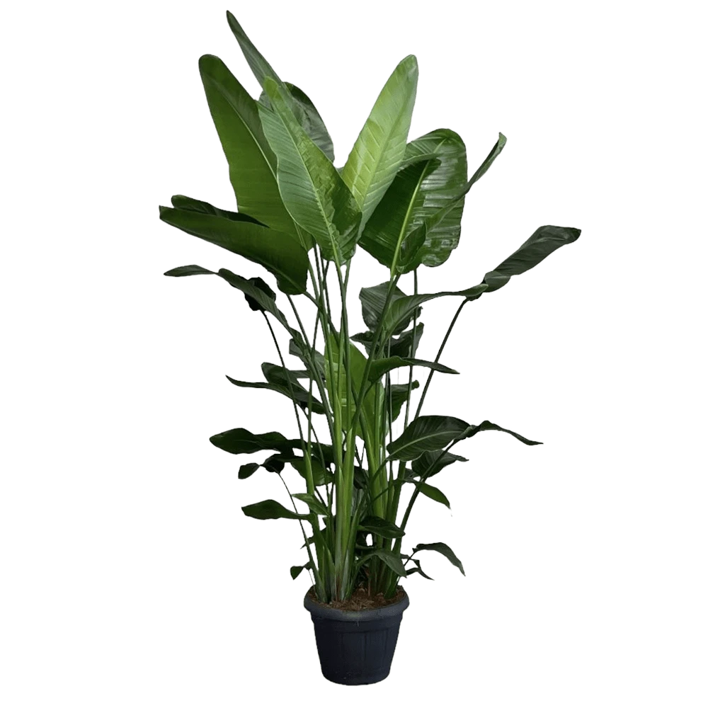 Strelitzia Nicolai - Paradijsvogelplant - P35 H200 - Kamerplant 3 Strelitzia Nicolai - Paradijsvogelplant - P35 H200 - Kamerplant