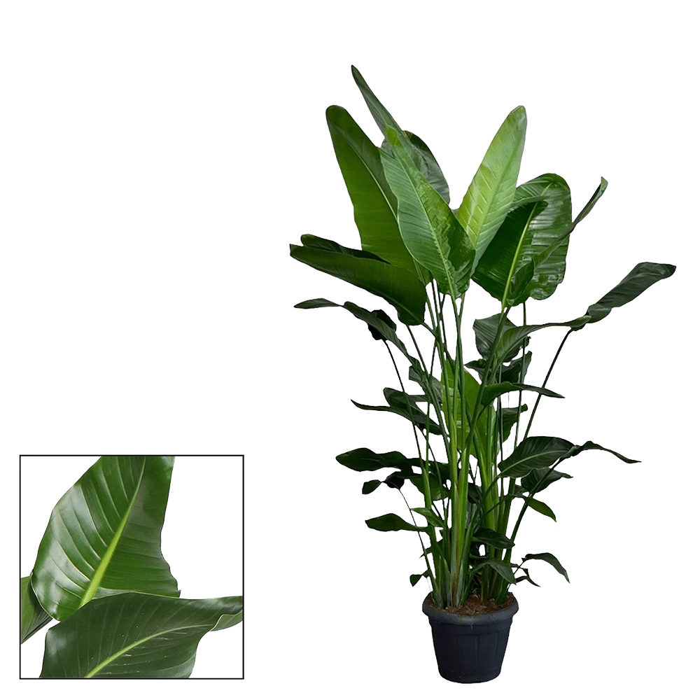 Strelitzia Nicolai - Paradijsvogelplant - P35 H200 - Kamerplant 4 Strelitzia Nicolai - Paradijsvogelplant - P35 H200 - Kamerplant - Image 2