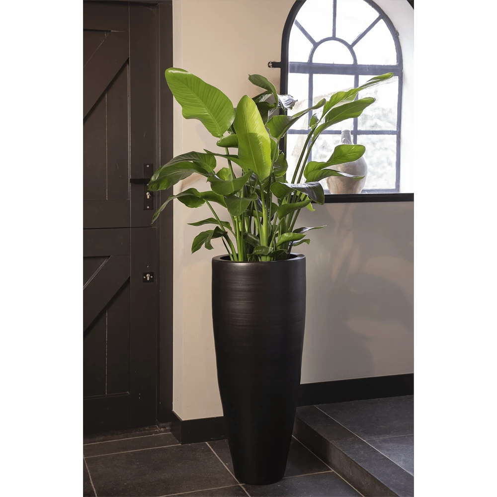 Strelitzia Nicolai - Paradijsvogelplant - P35 H200 - Kamerplant 5 Strelitzia Nicolai - Paradijsvogelplant - P35 H200 - Kamerplant - Image 3