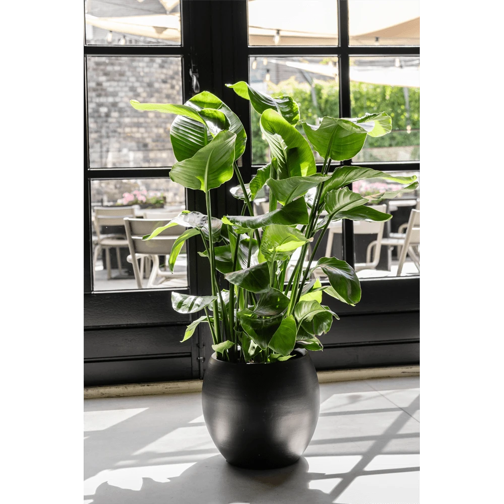 Strelitzia Nicolai - Paradijsvogelplant - P35 H200 - Kamerplant 6 Strelitzia Nicolai - Paradijsvogelplant - P35 H200 - Kamerplant - Image 4
