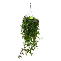 Tradescantia Green Hill - Vaderplant - In Hangpot - P17 H35 - Kamerplant