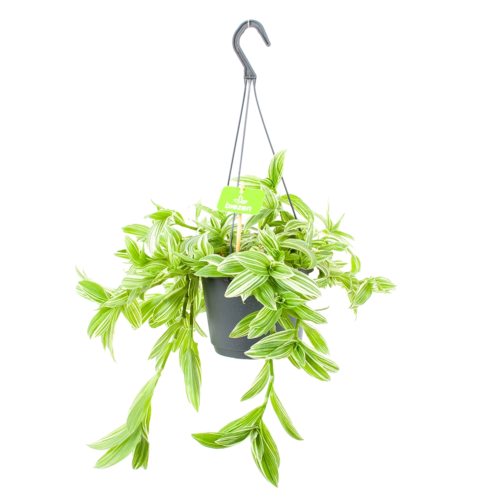 Tradescantia Ivory Hill - Vaderplant - In Hangpot - P17 H40 - Kamerplant 3 Tradescantia Ivory Hill - Vaderplant - In Hangpot - P17 H40 - Kamerplant