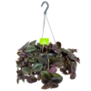 Tradescantia Little Hill - Vaderplant - In Hangpot - P17 H40 - Kamerplant