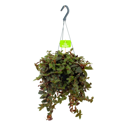 Tradescantia Sillamotara Brownhill - Vaderplant - In Hangpot - P17 H40 - Kamerplant 5 Tradescantia Sillamotara Brownhill - Vaderplant - In Hangpot - P17 H40 - Kamerplant -uinbenodigdheden Verkoop 2024 tradescantia sillamotara brownhill p17 h40 4