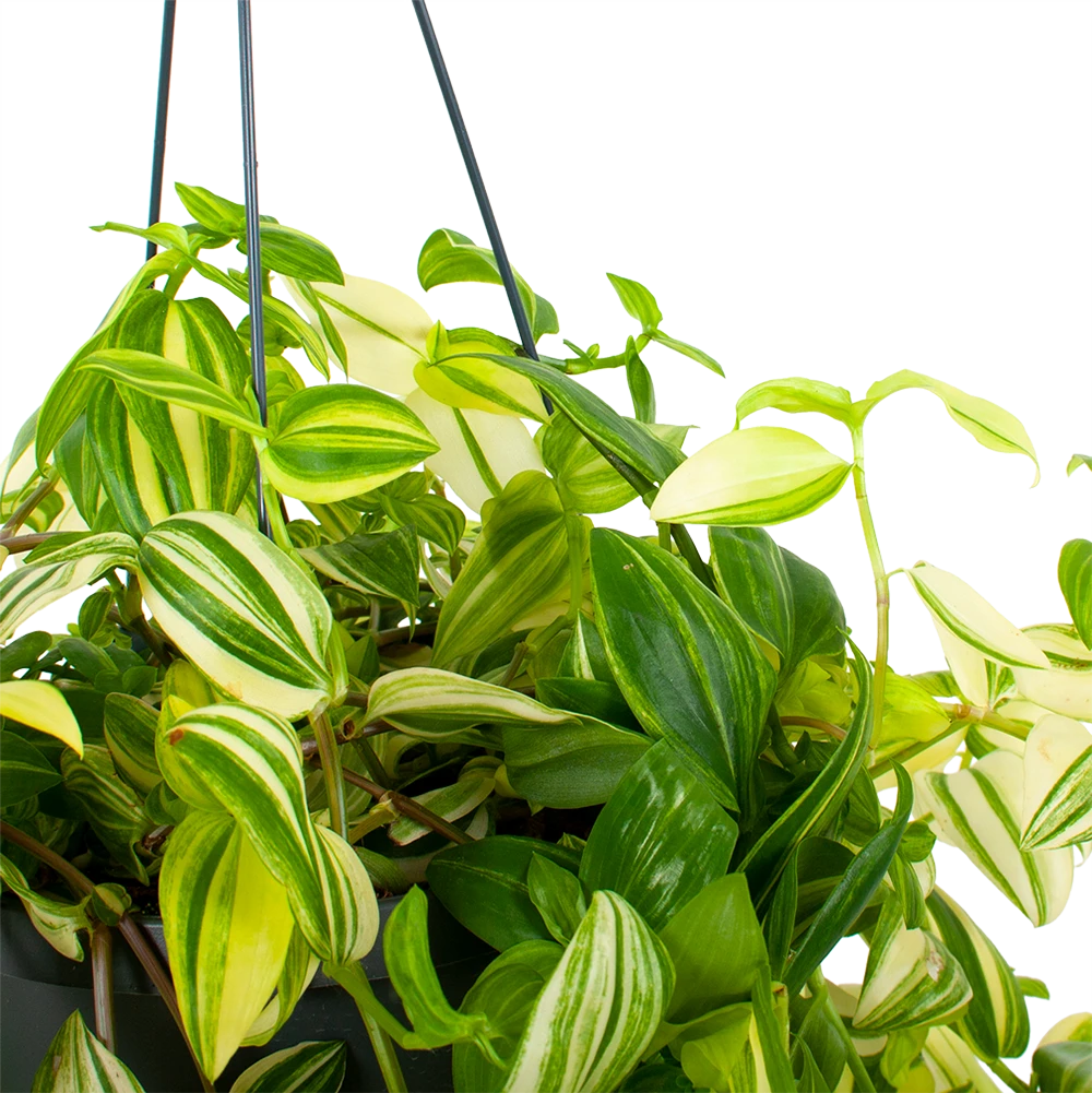 Tradescantia Yellow Hill - Vaderplant - In Hangpot - P17 H40 - Kamerplant 4 Tradescantia Yellow Hill - Vaderplant - In Hangpot - P17 H40 - Kamerplant - Image 2