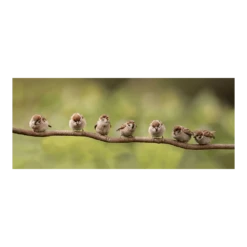 Tuinposter 7 Mussen Op Tak - 110x45cm