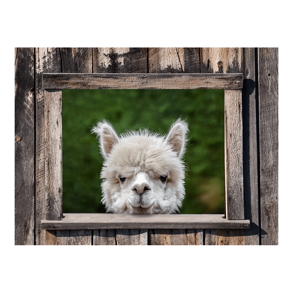 Tuinposter Alpaca Doorkijk - 80x60cm 3 Tuinposter Alpaca Doorkijk - 80x60cm