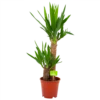 Yucca - Palmlelie - P17 H70 - Kamerplant 2 Yucca - Palmlelie - P17 H70 - Kamerplant -uinbenodigdheden Verkoop 2024 yucca palmlelie p17 h70 4