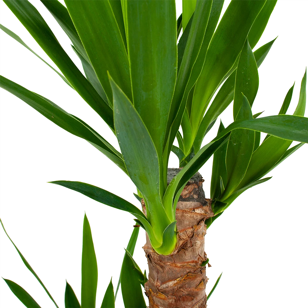 Yucca - Palmlelie - P17 H70 - Kamerplant 4 Yucca - Palmlelie - P17 H70 - Kamerplant - Image 2