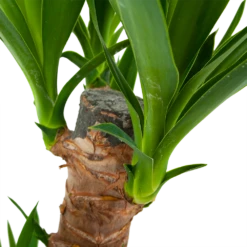 Yucca - Palmlelie - P17 H70 - Kamerplant 8 Yucca - Palmlelie - P17 H70 - Kamerplant -uinbenodigdheden Verkoop 2024 yucca palmlelie p17 h70 6