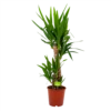 Yucca - Palmlelie - P19 H90 - Kamerplant 2 Yucca - Palmlelie - P19 H90 - Kamerplant -uinbenodigdheden Verkoop 2024 yucca palmlelie p19 h90 4