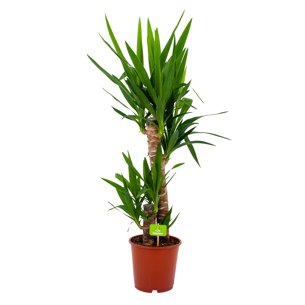 Yucca - Palmlelie - P19 H90 - Kamerplant 3 Yucca - Palmlelie - P19 H90 - Kamerplant