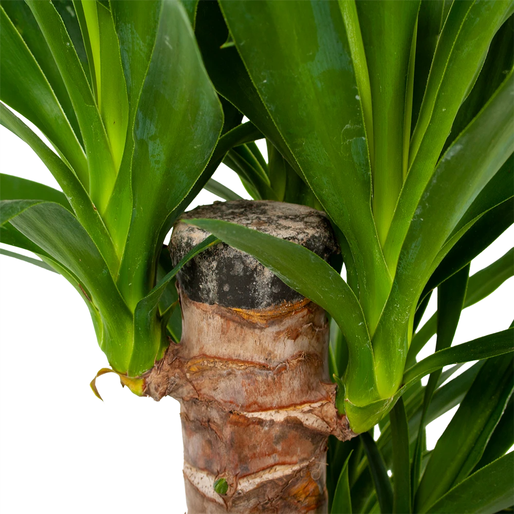 Yucca - Palmlelie - P19 H90 - Kamerplant 4 Yucca - Palmlelie - P19 H90 - Kamerplant - Image 2