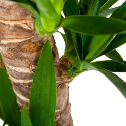 Yucca - Palmlelie - P19 H90 - Kamerplant 8 Yucca - Palmlelie - P19 H90 - Kamerplant -uinbenodigdheden Verkoop 2024 yucca palmlelie p19 h90 6