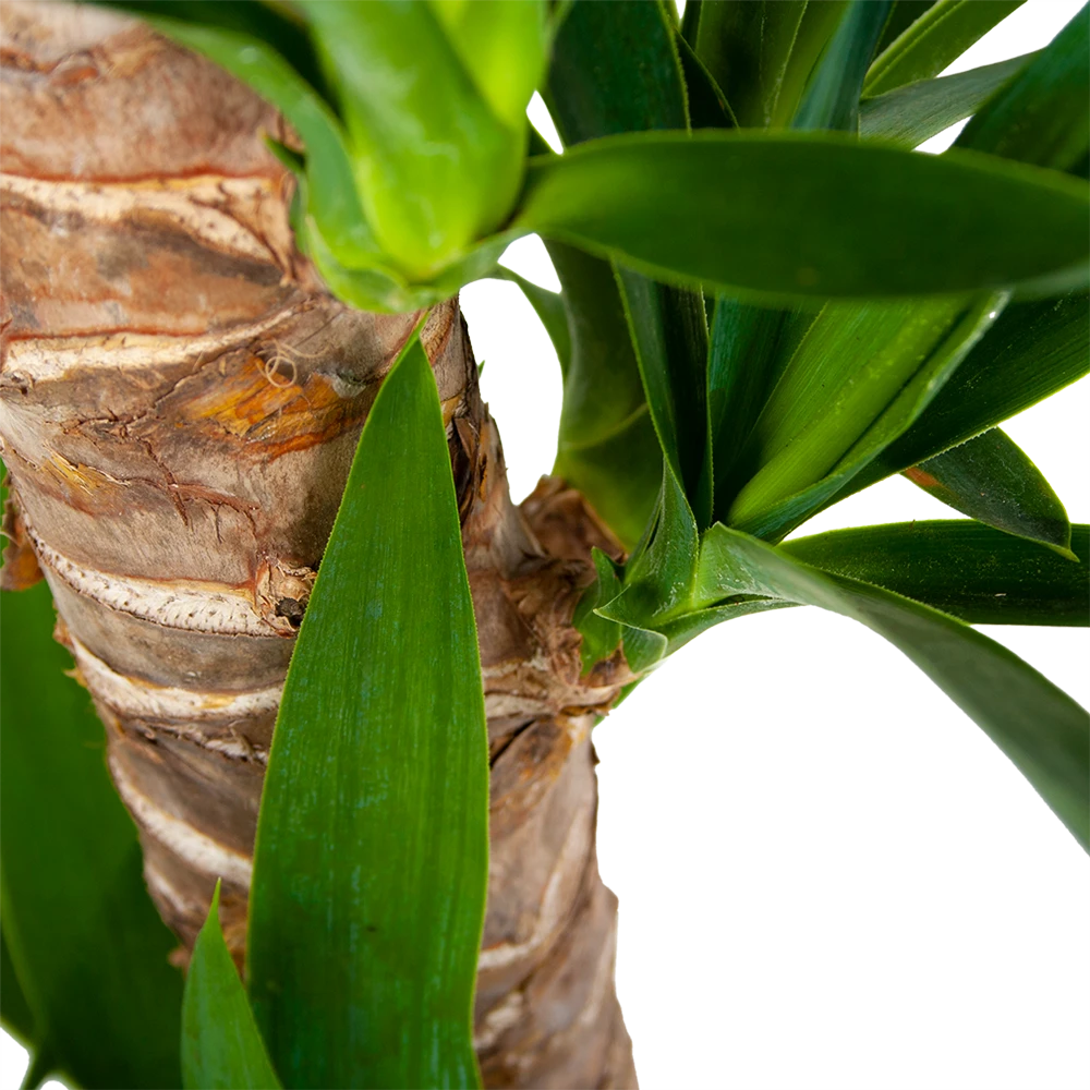 Yucca - Palmlelie - P19 H90 - Kamerplant 5 Yucca - Palmlelie - P19 H90 - Kamerplant - Image 3