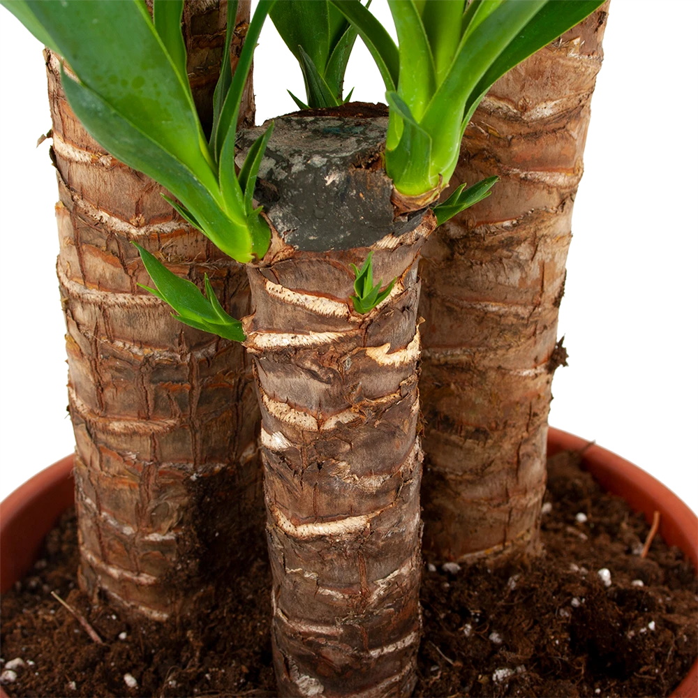Yucca - Palmlelie - P24 H120 - Kamerplant 4 Yucca - Palmlelie - P24 H120 - Kamerplant - Image 2
