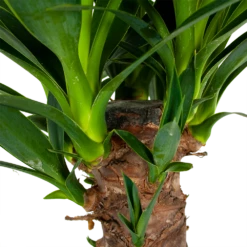 Yucca - Palmlelie - P24 H120 - Kamerplant 8 Yucca - Palmlelie - P24 H120 - Kamerplant -uinbenodigdheden Verkoop 2024 yucca palmlelie p24 h120 6
