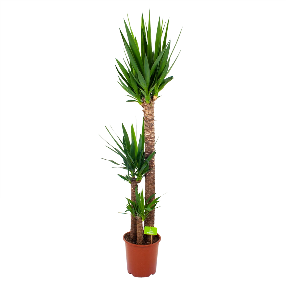 Yucca - Palmlelie - P24 H165 - Kamerplant 3 Yucca - Palmlelie - P24 H165 - Kamerplant
