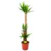 Yucca - Palmlelie - P27 H170 - Kamerplant 1 Yucca - Palmlelie - P27 H170 - Kamerplant -uinbenodigdheden Verkoop 2024 yucca palmlelie p27 h170 1 1