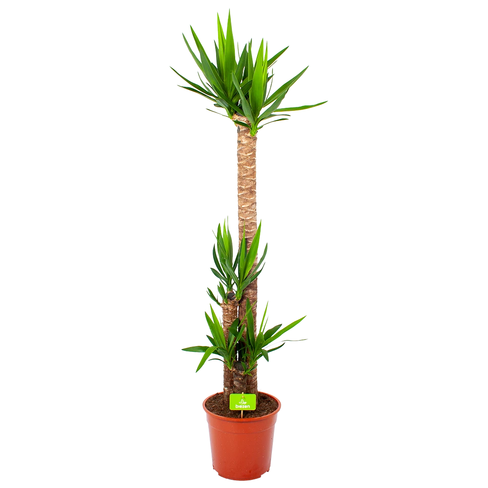 Yucca - Palmlelie - P27 H170 - Kamerplant 3 Yucca - Palmlelie - P27 H170 - Kamerplant