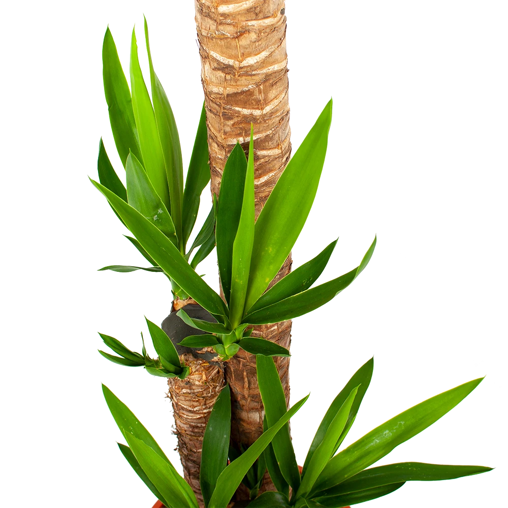 Yucca - Palmlelie - P27 H170 - Kamerplant 4 Yucca - Palmlelie - P27 H170 - Kamerplant - Image 2