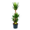 Yucca - Palmlelie - P29 H150 - Kamerplant 1 Yucca - Palmlelie - P29 H150 - Kamerplant -uinbenodigdheden Verkoop 2024 yucca palmlelie p29 h150 1 2