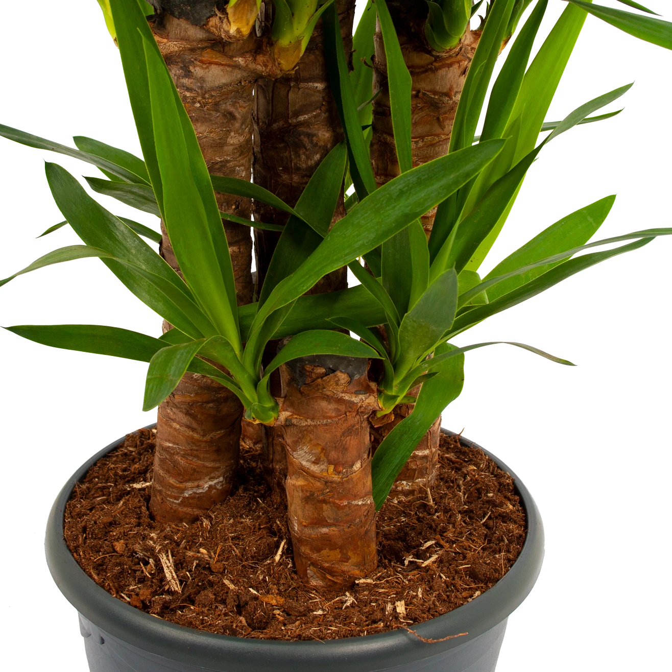 Yucca - Palmlelie - P29 H150 - Kamerplant 4 Yucca - Palmlelie - P29 H150 - Kamerplant - Image 2