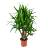 Yucca - Vertakt - Palmlelie - P24 H100 - Kamerplant 1 Yucca - Vertakt - Palmlelie - P24 H100 - Kamerplant -uinbenodigdheden Verkoop 2024 yucca vertakt palmlelie p24 h100 1 1