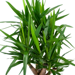 Yucca - Vertakt - Palmlelie - P24 H100 - Kamerplant -uinbenodigdheden Verkoop 2024 yucca vertakt palmlelie p24 h100 6 1
