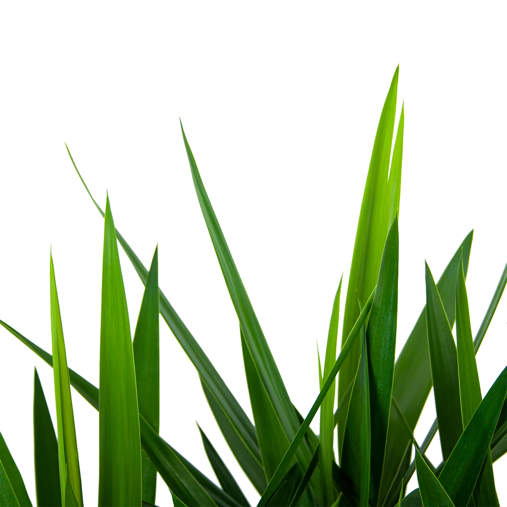 Yucca - Vertakt - Palmlelie - P27 H110 - Kamerplant 4 Yucca - Vertakt - Palmlelie - P27 H110 - Kamerplant - Image 2