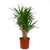 Yucca - Vertakt - Palmlelie - P34 H140 - Kamerplant 2 Yucca - Vertakt - Palmlelie - P34 H140 - Kamerplant -uinbenodigdheden Verkoop 2024 yucca vertakt palmlelie p34 h140 kamerplant 1