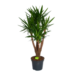 Yucca - Vertakt - Palmlelie - P35 H150 - Kamerplant