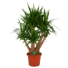 Yucca - Vertakt - Palmlelie - P45 H170 - Kamerplant 1 Yucca - Vertakt - Palmlelie - P45 H170 - Kamerplant -uinbenodigdheden Verkoop 2024 yucca vertakt palmlelie p45 h170 kamerplant 1
