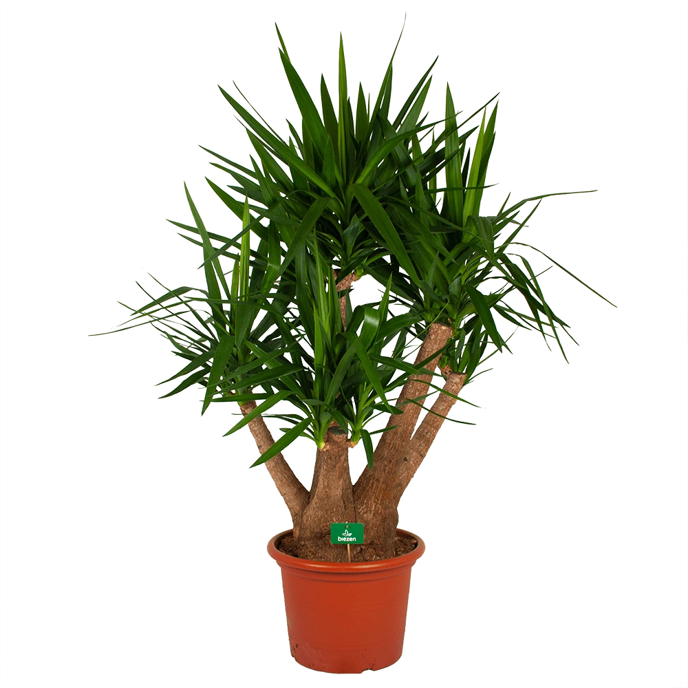 Yucca - Vertakt - Palmlelie - P45 H170 - Kamerplant 3 Yucca - Vertakt - Palmlelie - P45 H170 - Kamerplant