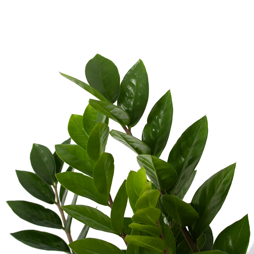 Zamioculcas Zamiifolia - Emerald Palm - P17 H60 - Kamerplant 3 Zamioculcas Zamiifolia - Emerald Palm - P17 H60 - Kamerplant