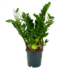 Zamioculcas Zamiifolia - Emerald Palm - P19 H70 - Kamerplant 2 Zamioculcas Zamiifolia - Emerald Palm - P19 H70 - Kamerplant -uinbenodigdheden Verkoop 2024 zamioculcas zamiifolia emerald palm p19 h70 1 3