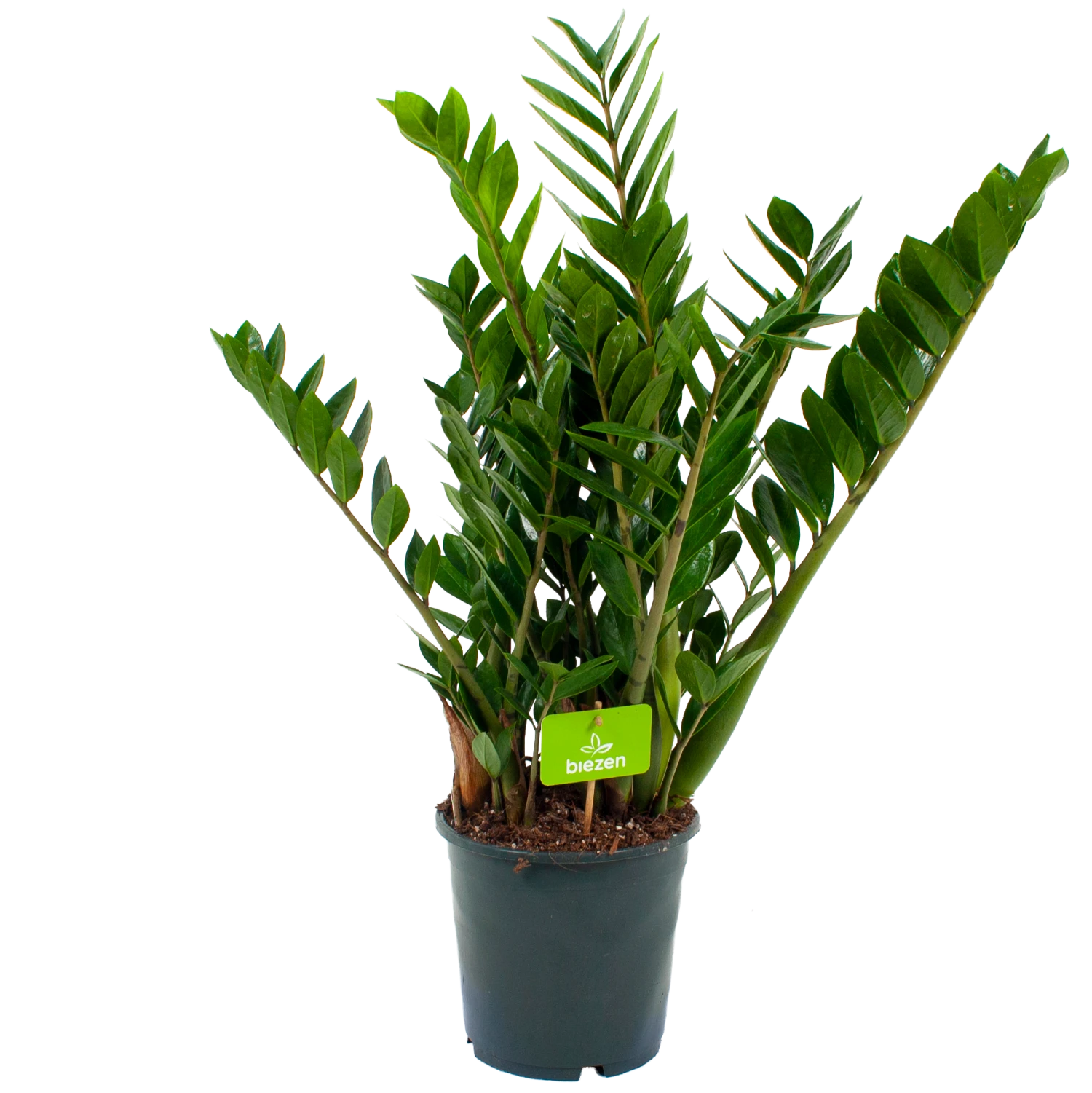 Zamioculcas Zamiifolia - Emerald Palm - P21 H80 - Kamerplant 3 Zamioculcas Zamiifolia - Emerald Palm - P21 H80 - Kamerplant