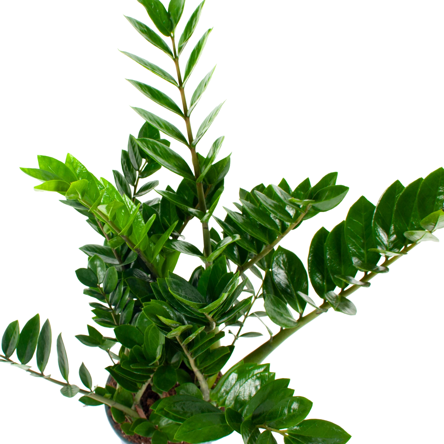 Zamioculcas Zamiifolia - Emerald Palm - P21 H80 - Kamerplant 4 Zamioculcas Zamiifolia - Emerald Palm - P21 H80 - Kamerplant - Image 2