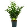 Zamioculcas Zamiifolia - Emerald Palm - P24 H90 - Kamerplant 1 Zamioculcas Zamiifolia - Emerald Palm - P24 H90 - Kamerplant -uinbenodigdheden Verkoop 2024 zamioculcas zamiifolia emerald palm p24 h90 4