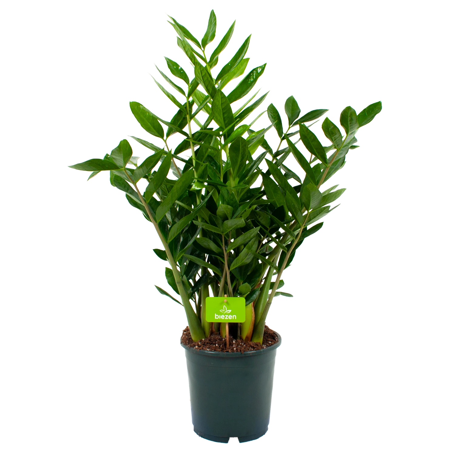 Zamioculcas Zamiifolia - Emerald Palm - P24 H90 - Kamerplant 3 Zamioculcas Zamiifolia - Emerald Palm - P24 H90 - Kamerplant