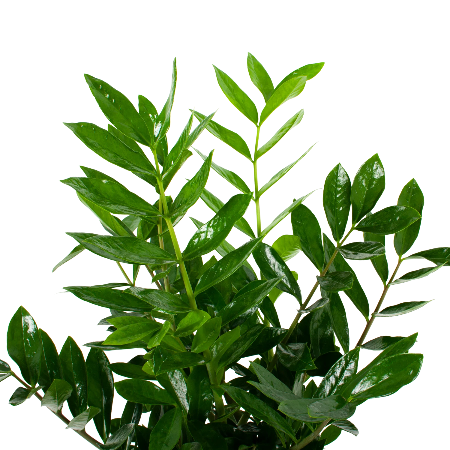 Zamioculcas Zamiifolia - Emerald Palm - P24 H90 - Kamerplant 4 Zamioculcas Zamiifolia - Emerald Palm - P24 H90 - Kamerplant - Image 2